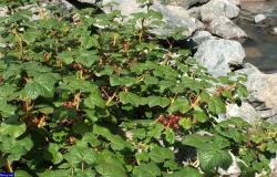 Автор фото: sergey-63