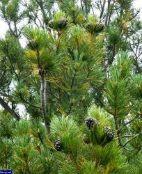 Автор фото: sergey-63