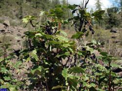 Автор фото: sergey-63