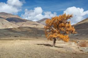 Фотоконкурс Золотая осень на Алтае 2022