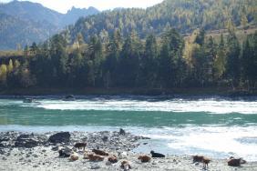 Фотоконкурс Золотая осень на Алтае 2020. Берег реки Катунь. Дата:05.10.2019