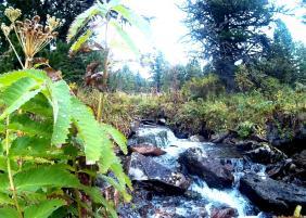 Фотоконкурс Золотая осень на Алтае 2019