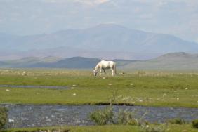 #Смехотурики2019. Автор: Тетерина Юлия, Кош-Агачский район    Алтай.