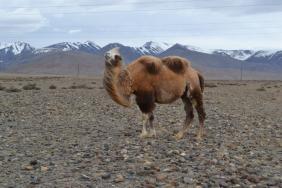 #Смехотурики2019. Автор: Тетерина Юлия, Кош-Агачский район    Алтай.