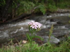 Тысячелистник обыкновенный