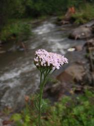 Тысячелистник на Алтае Тысячелистник на Алтае