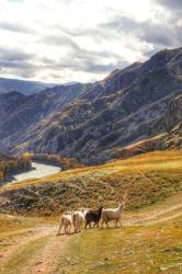 Фотоконкурс Золотая осень на Алтае 2020.Фото 1. Село Иня, рядом с Инским мостом. Дата:17.09.2020