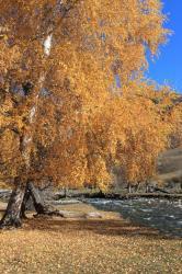 Фотоконкурс Золотая осень на Алтае 2020.Чуйский тракт. Дата:01.10.2018