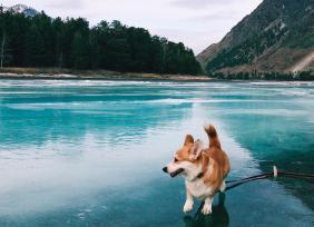 Смехотурики 2020 Место съемки: Чемальский район Фото: Ведерникова Вера  4 января 2020