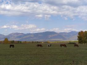Фотоконкурс Золотая осень на Алтае 2019 