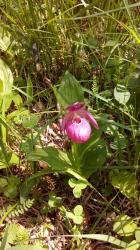 Башмачок крупноцветковый (Венерин башмачок)