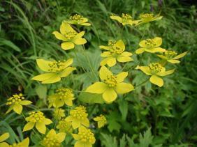 Володушка золотистая