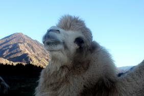 #Смехотурики2019. Хвостов Иван. Я царь и точка. Ороктой, Алтай.