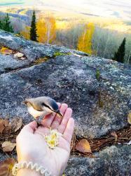 Фотоконкурс Золотая осень на Алтае 2020.Осенняя Птицетерапия - Белокуриха-2 Дата:  14.10.20 