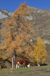 Фотоконкурс Золотая осень на Алтае 2020 Дорога  Чемал- Куюс. Дата: 08.10.2017