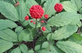 Фестиваль цветов