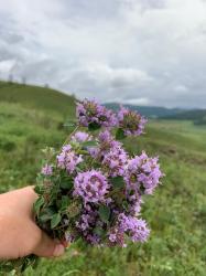 Зизифора на Алтае Зизифора на Алтае