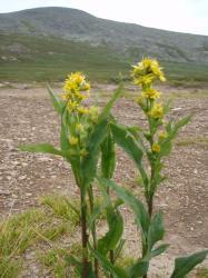 Золотарник обыкновенный на Алтае Золотарник обыкновенный на Алтае
