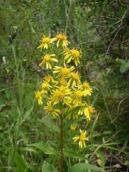 Золотарник обыкновенный (Золотая Розга)