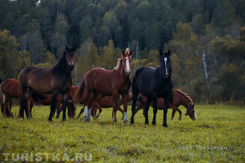 Салганда (Чойский район Алтая)