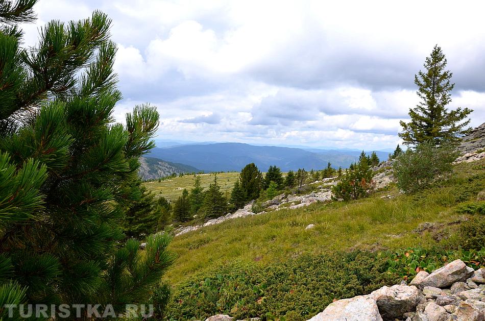 Можжевельник между камнями и одиночные кедры на склоне г. Сарлык