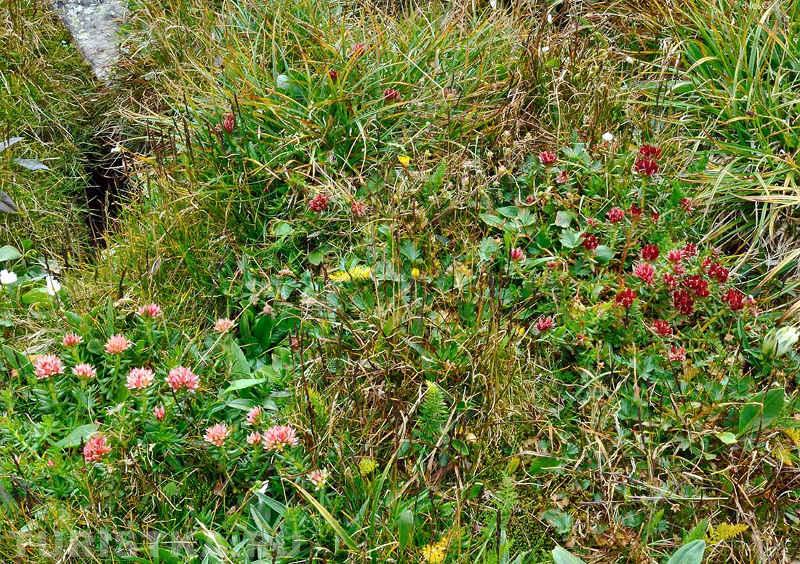 Родиола морозная на западном склоне