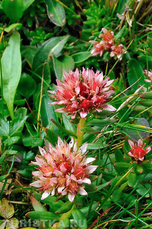 Родиола морозная среди россыпи камней