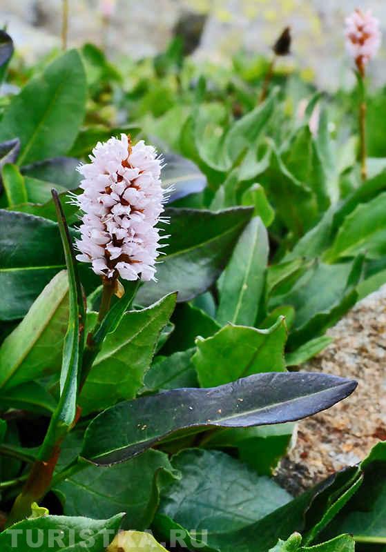 Горец красивый на склоне горы