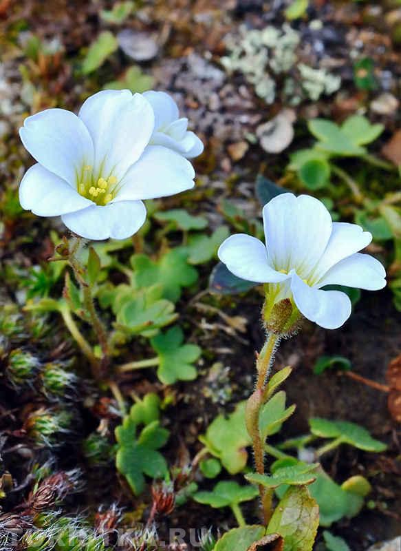 Камнеломка сибирская на вершине