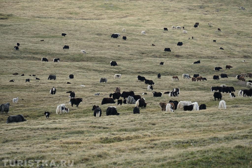 Стадо сарлыков