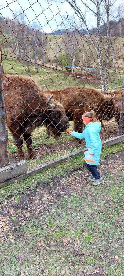 2. "В доказательство того, что морковь улучшает зрение, можно привести тот факт, что кролики не носят очки! И зубры!!" Черга зубровый питомник.