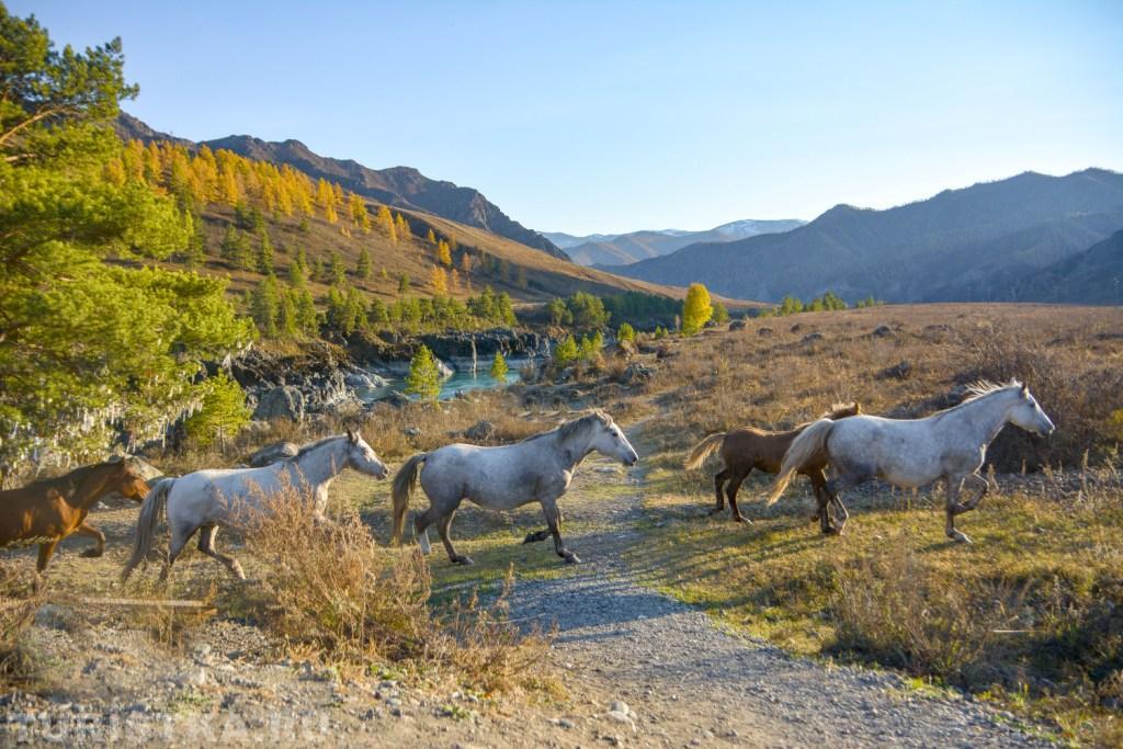 Автор: Щеголев Роберт. Табун