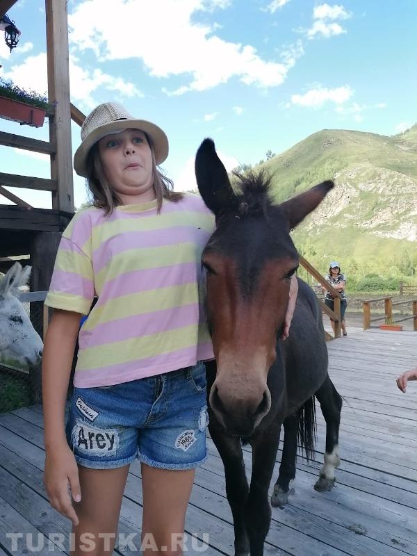 "Лошадка говорит: а давай, теперь ты меня покатаешь!"