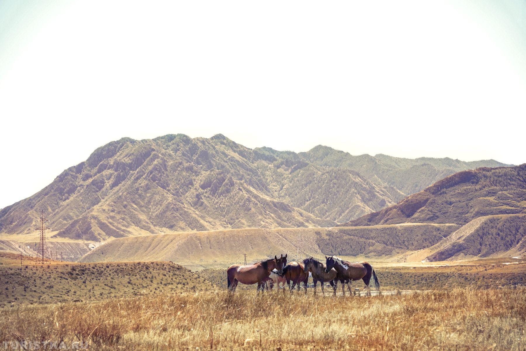 Алтай. В окрестностях Большого Яломана-  сентябрь 2025