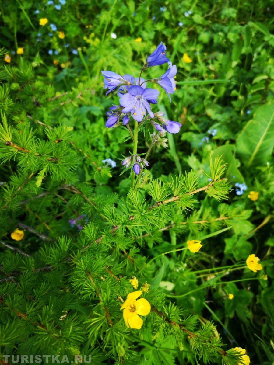 Синюха голубая на Алтае