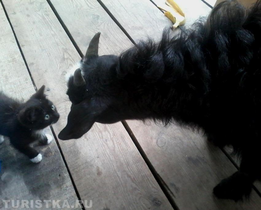 Знакомство безрогих