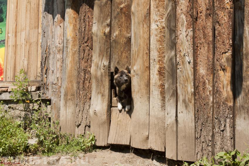 Очень высокая собака