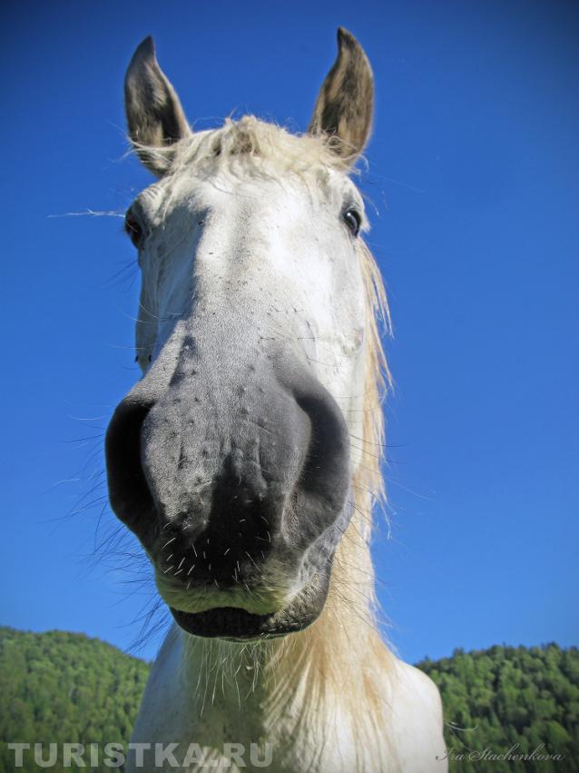 Белый конь прибыл! Принц опаздывает...