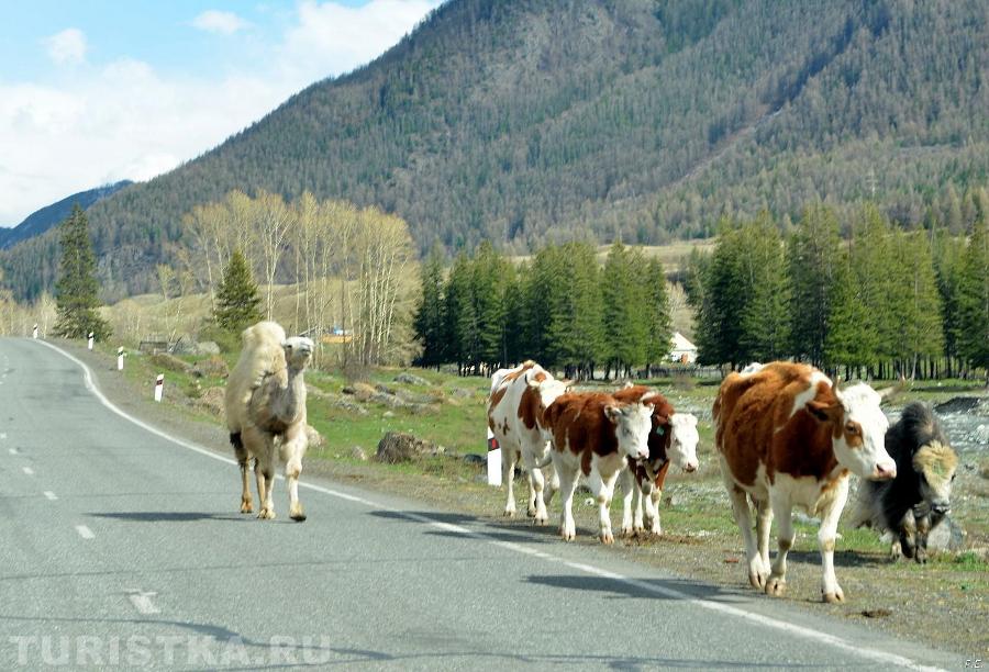 "Верблюд и Сарлык пасут коров"