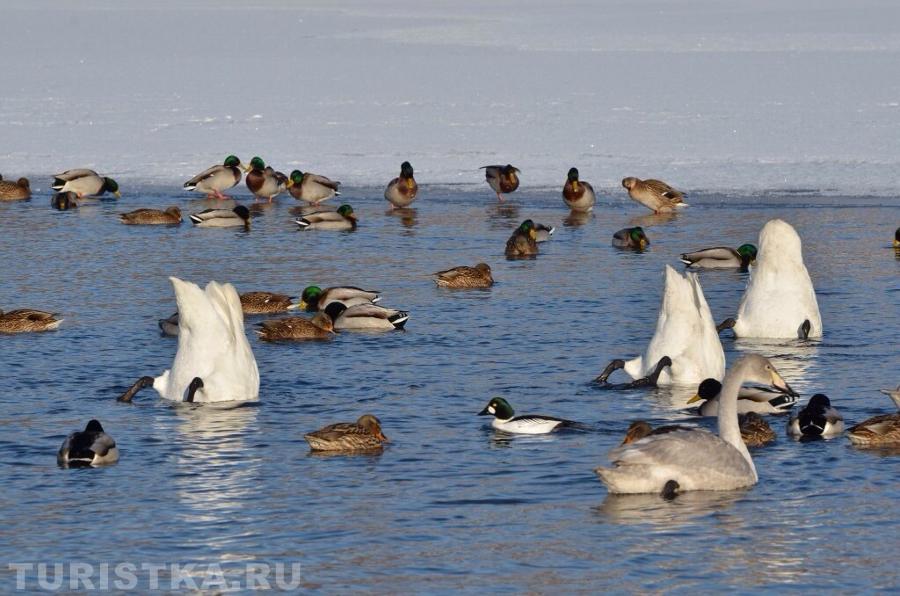 "Попом кверху"