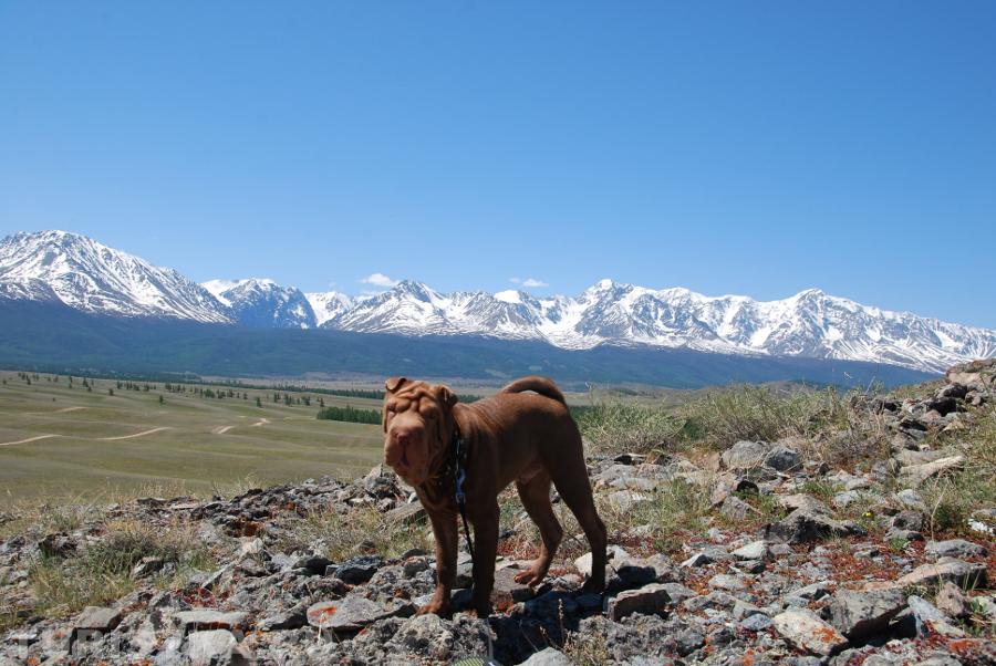 "Если в горах нет тигра, то и собака - царь горы!"