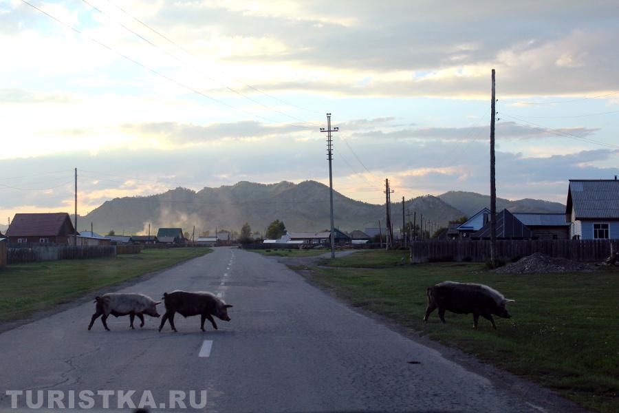 "Вечерние процедуры приняты - айда домой"
