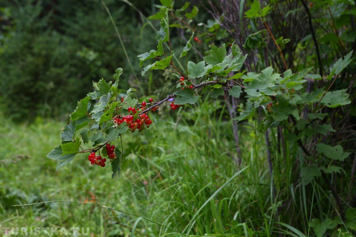 Алтай. Красная смородина