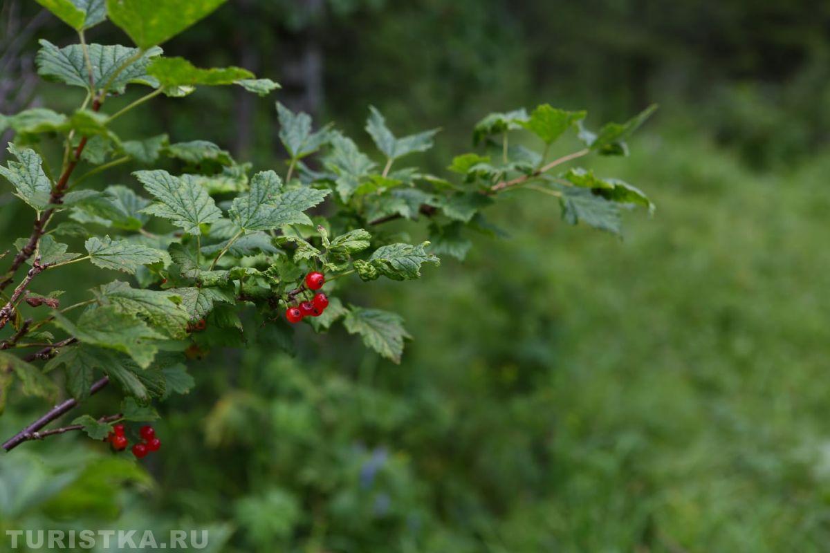 Алтай. Красная смородина