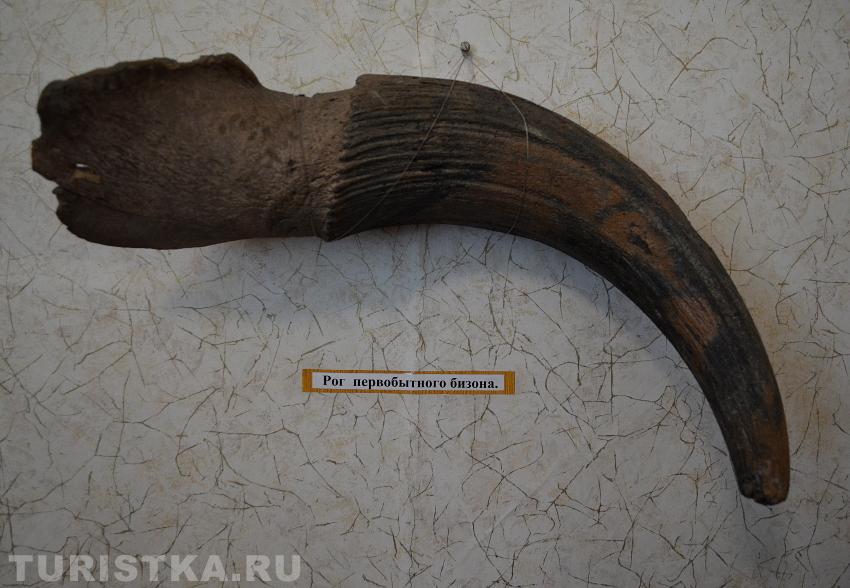 Рог первобытного бизона