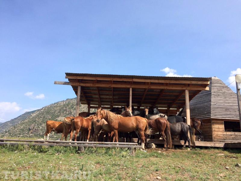 2. Занимай места, ребята! Скоро будет Кок-Бору! Поболеем и поддержим Дружным ржанием игру! (Урочище Кур-Кечу) ) 