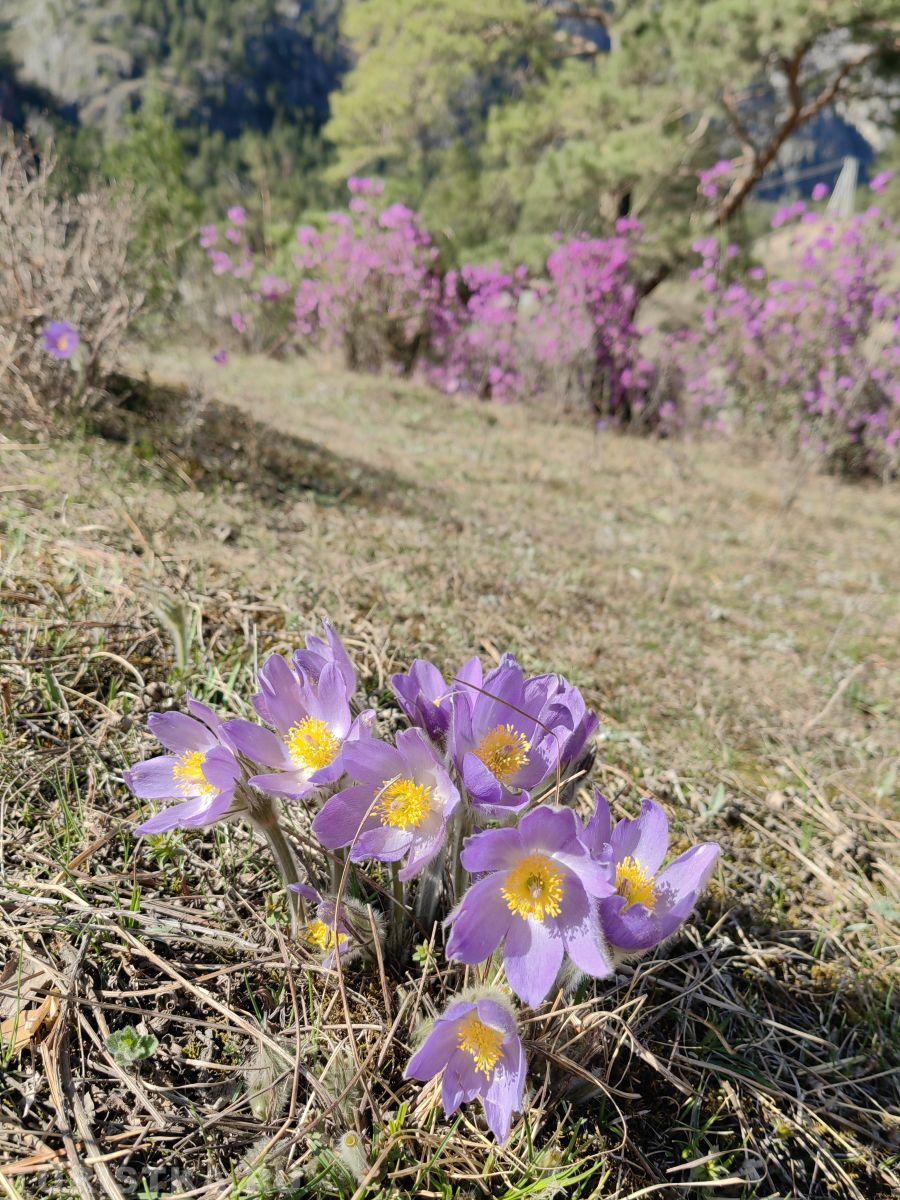 Прострел (Сон-трава) на Алтае