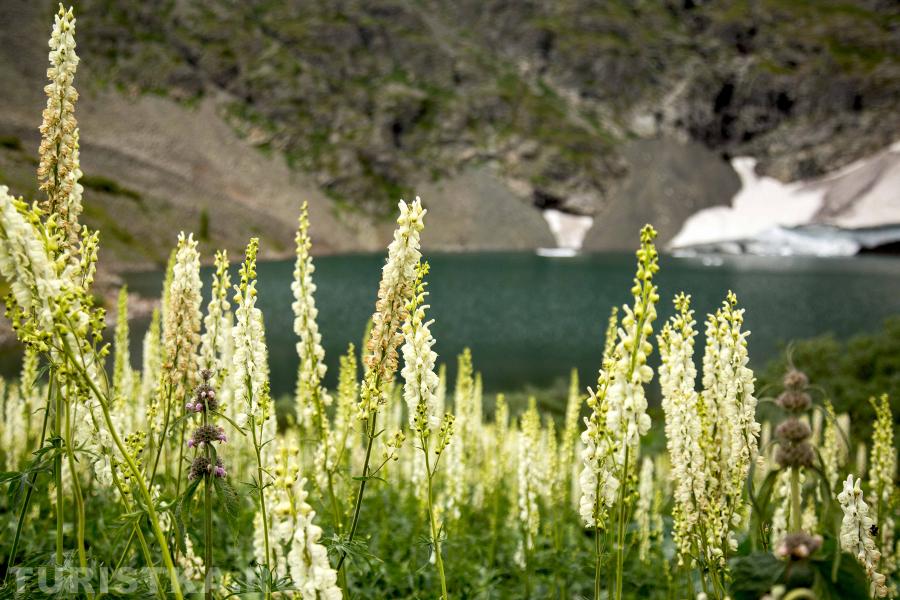 Цветы на первом оере