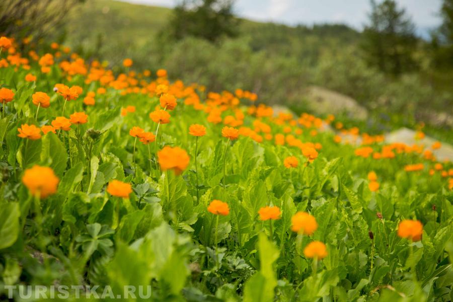 Огоньки по дороге ко второму озеру цветут даже в августе.