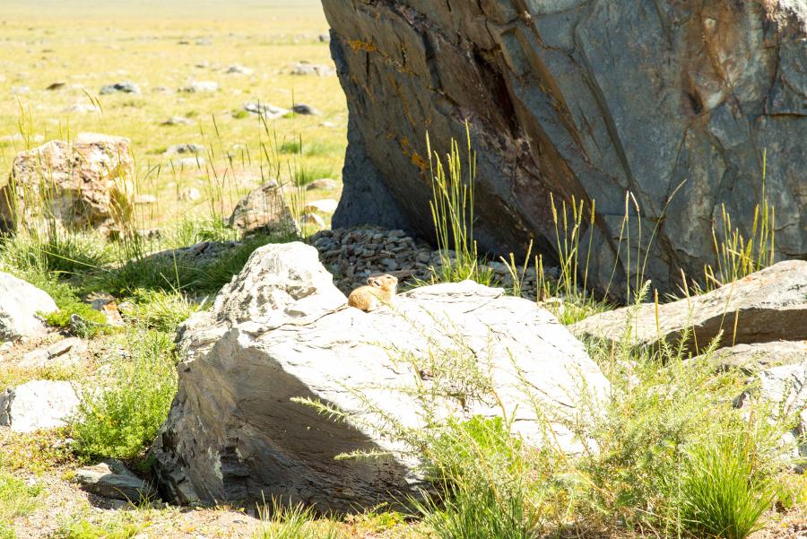 Пищухи - обитатели комплекса